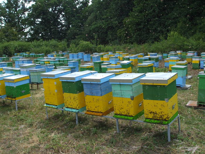 DSCF1431 - stupina  incepand cu 2008