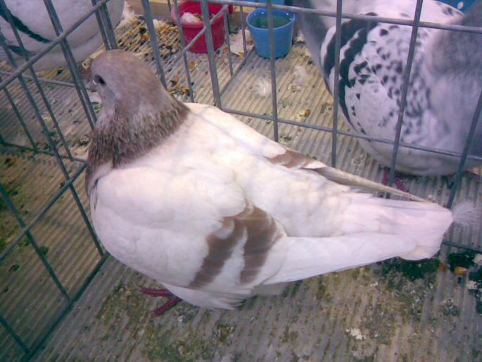 tex 3 - 1503 partea 2