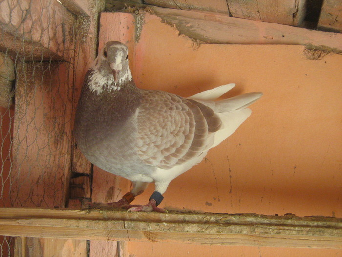 Picture 413 - porumbei mei zburati in 2009