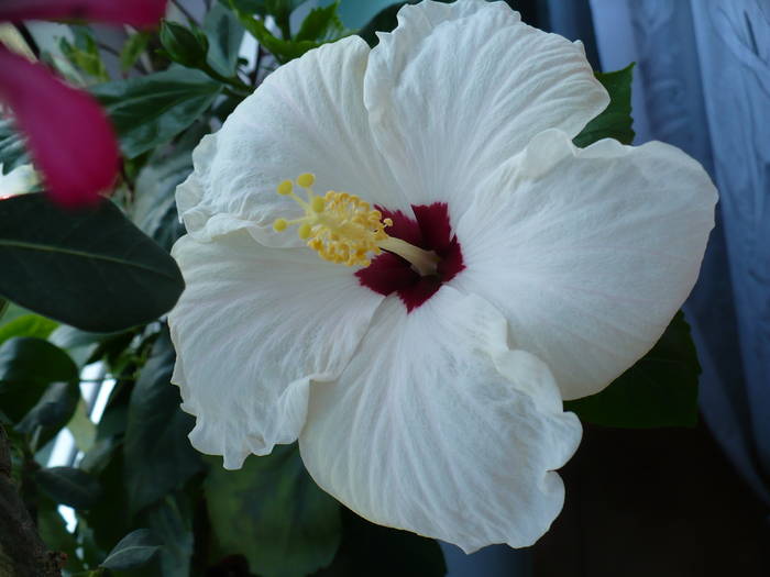 P1120605 - HIBISCUSI