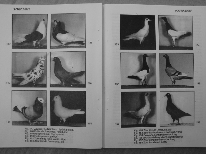 farmecul columbofiliei- bonatiu 099 - Carti despre Porumbei - - Books about Pigeons
