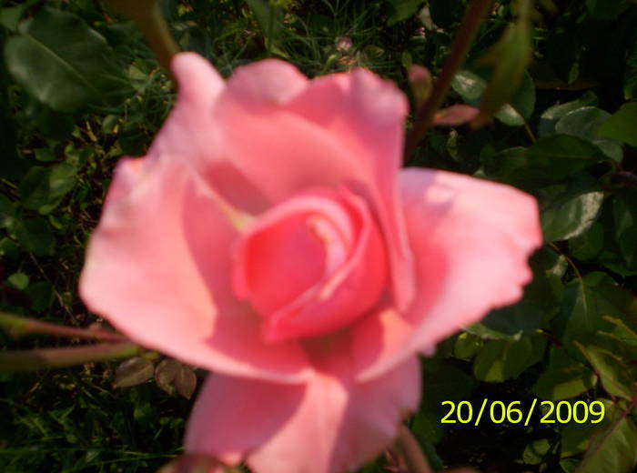 Trandafir - F L O R I de tot felul 2009