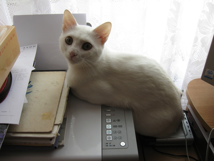 La copiator - Pisicile mele