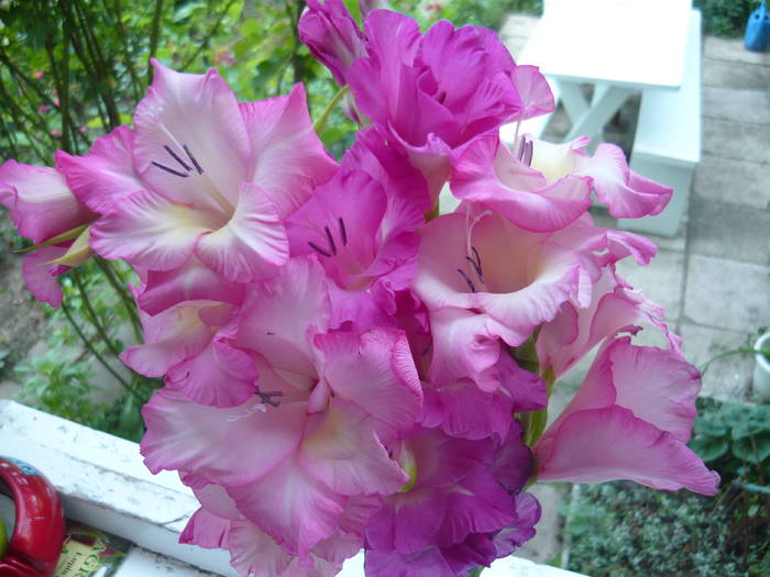 P1000912 - GLADIOLE SI CRINI