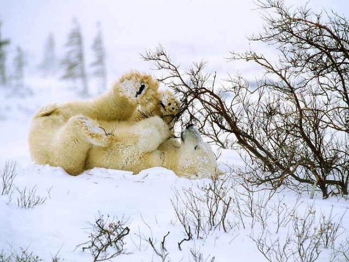 POLAR05 - Ursi polari