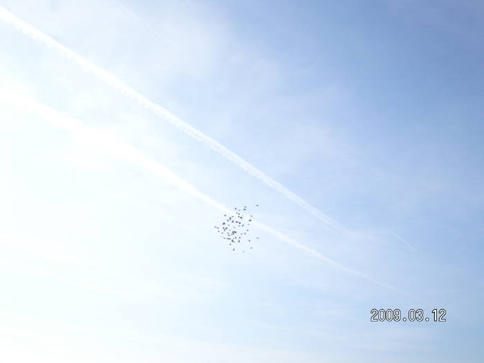 54 - porumbei Mihai si Gigi