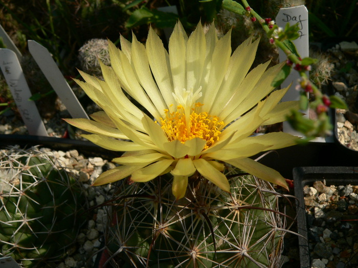 coryphantha_longicornis