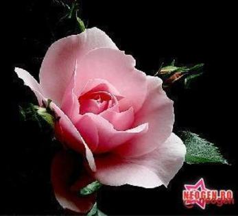 d743d402_0050000847320_00_600