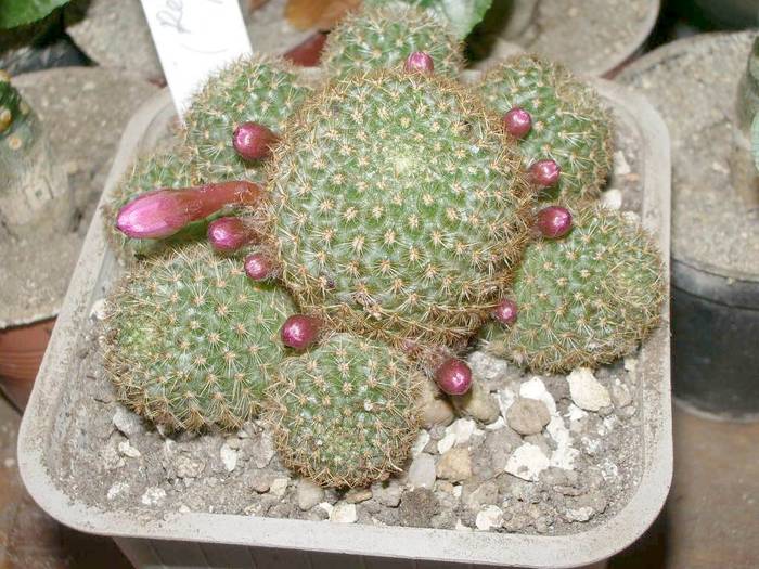 Rebutia perplexa