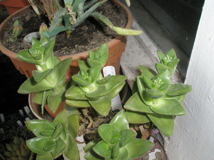 Crasulla cv. Bride's Bouchet - cu boboci - cactusi la iernat 2009-2010