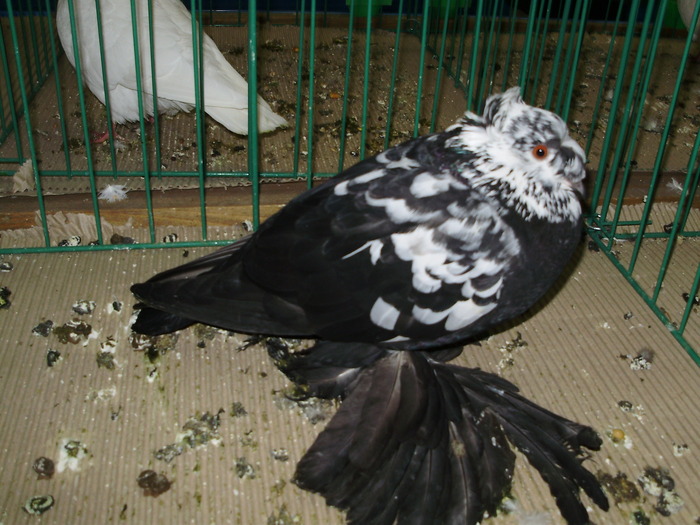 9684 tg 1 - 1507 partea 4