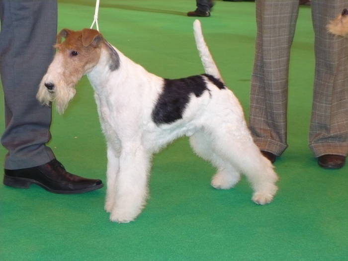 P1050534 - crufts 2009 smooth fox  and wire