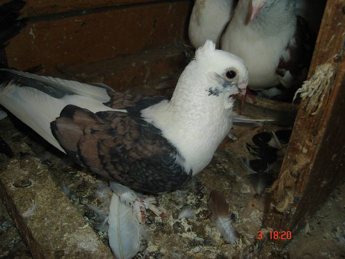 95 - C Porumbei Blueti si Satineti Vechi