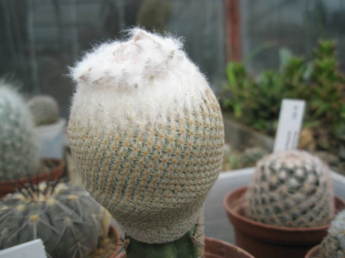 P6010128 - plantele lui George Nitu