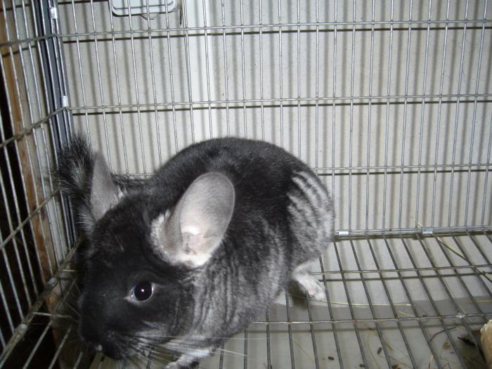 Negresa - Chinchilla