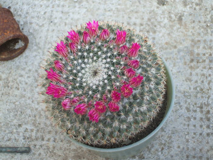 Mammilaria - colectia mea de cactusi