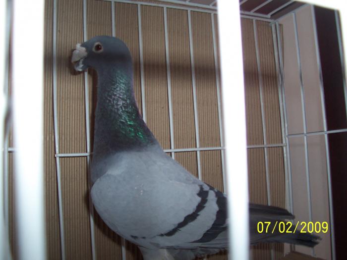 Expo Oradea 2009 032