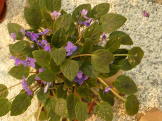 P1010463 - Pitesti 19 aprilie 2008 - II