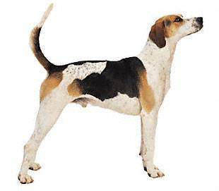 english_foxhound - Scent Hounds