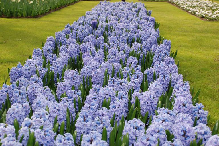 Afbeelding 625 - Keukenhof 2008