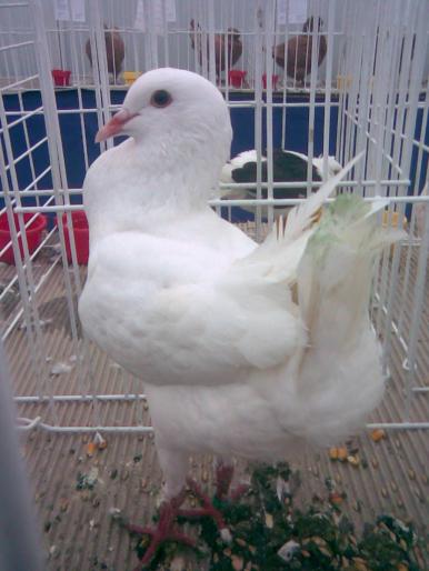 maltez alb - 1502 partea 3