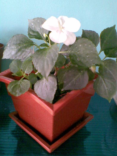 impatiens alb