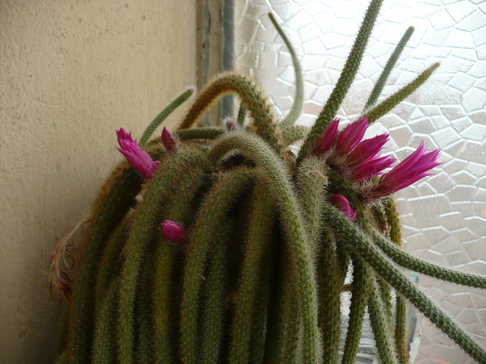 Aporocactus flageliformis - mama - Cactusi 2009