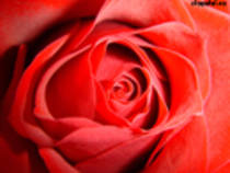 trandafir - FlOrI fRuMoAsE
