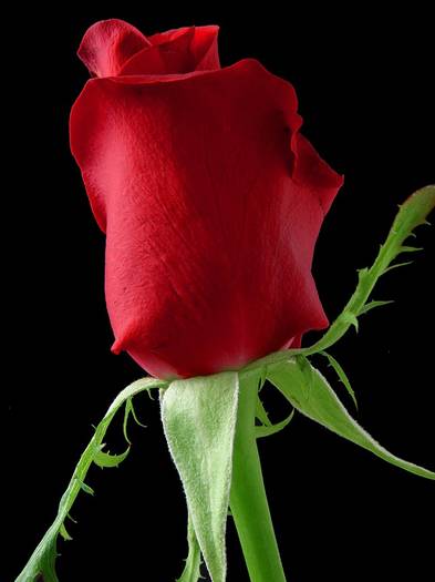 rose_1_bg_030703[1]