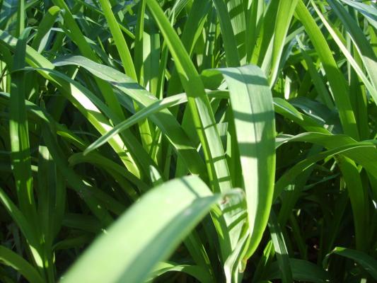 S5001136 - poze din carol