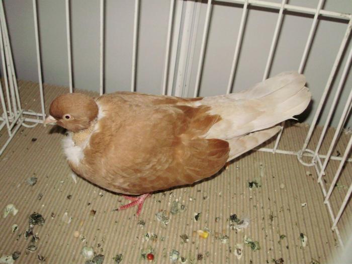 golas 3 - 1506 2 porumbei rz