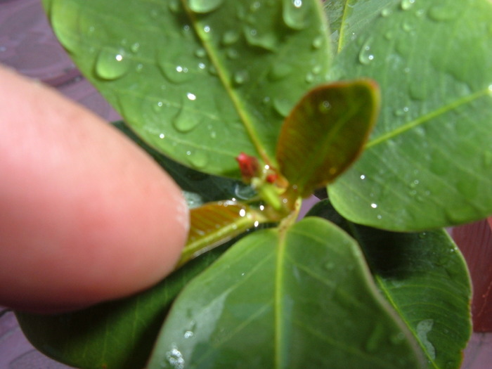 boboc dipladenia - dipladenia