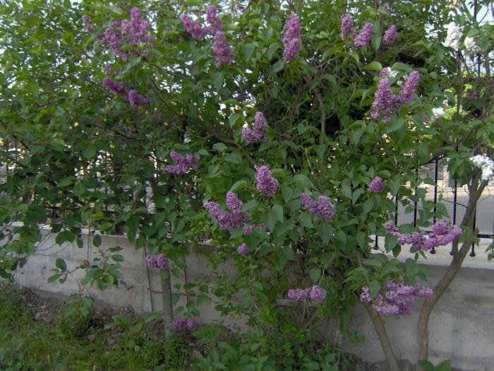 liliac - flori din gradina primavara 2008