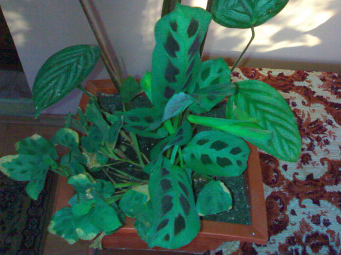 Ctenanthe si Maranta - detaliu - Marantaceae 2009
