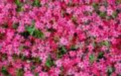 Widescreen Flowers Poze Cu Flori Wallpapers Imagini Flori pe Desktop
