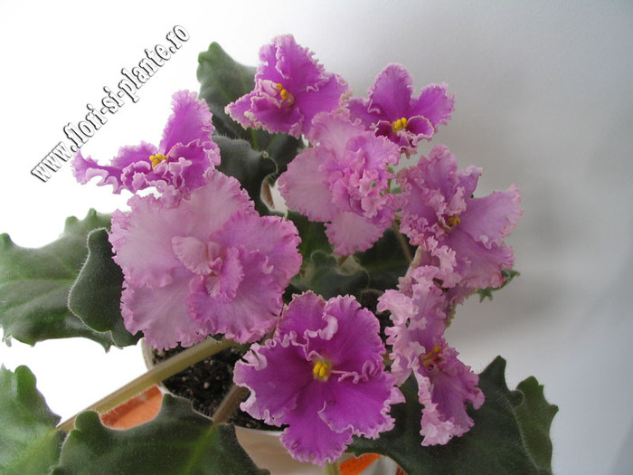 Saintpaulia Rosie Ruffles 7 - VIOLETE AFRICANE  - Saintpaulia