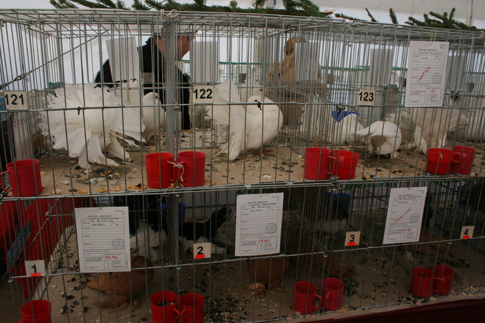 EXPO-PAS Suceava 2009 - EXPO PAS Suceava 2009