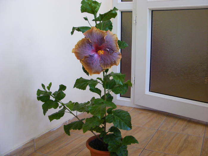 hibiscus - flori si animale 2009