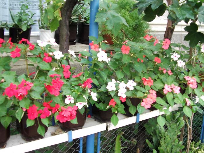 impatiens; impatiens
