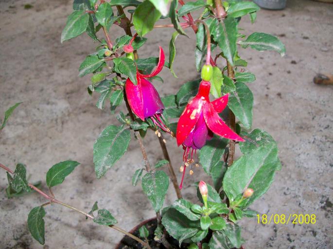 100_0029; fuchsia
