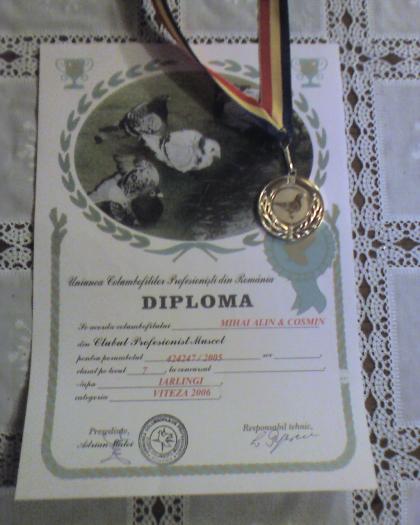 Loc 7 Viteza yearlingi 2006, club Muscel (loc 723 UCPR) cu porumbelul 424247-05 m - Diplome si medalii