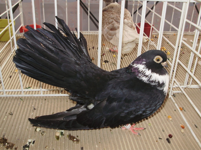 negru buc 4 - 1510 rz