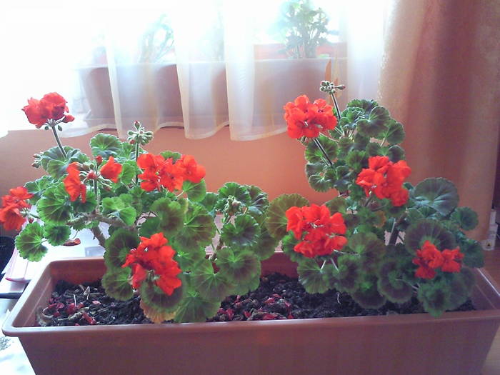 muscate martie 09 - Plantele mele de terasa si exterior