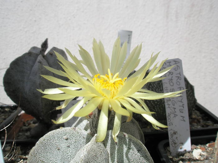 Astrophytum miryostigma - 09.06 - Astrophytum