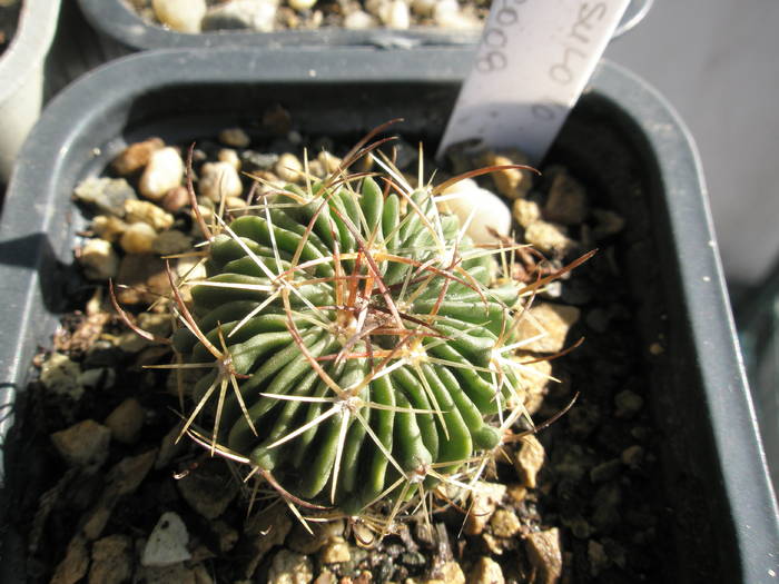 Echinofossulo nr. 10 - Echinofossulocactus