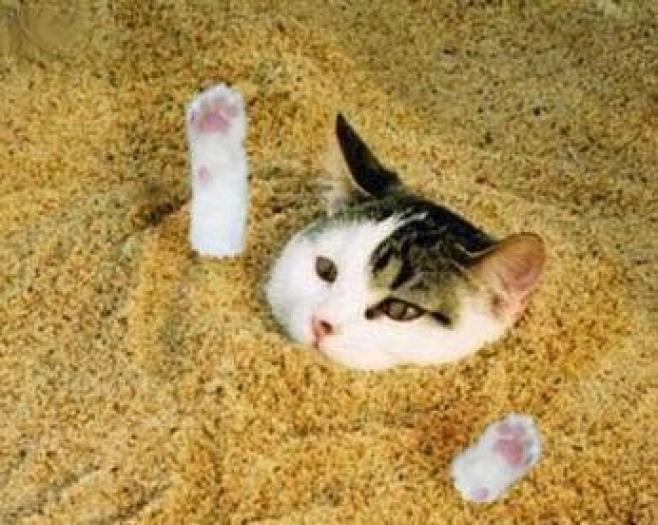 imagini-pisici-nisip-poze-amuzante - Poze haioase