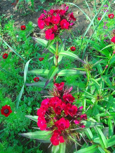 Garofite turcesti rosii