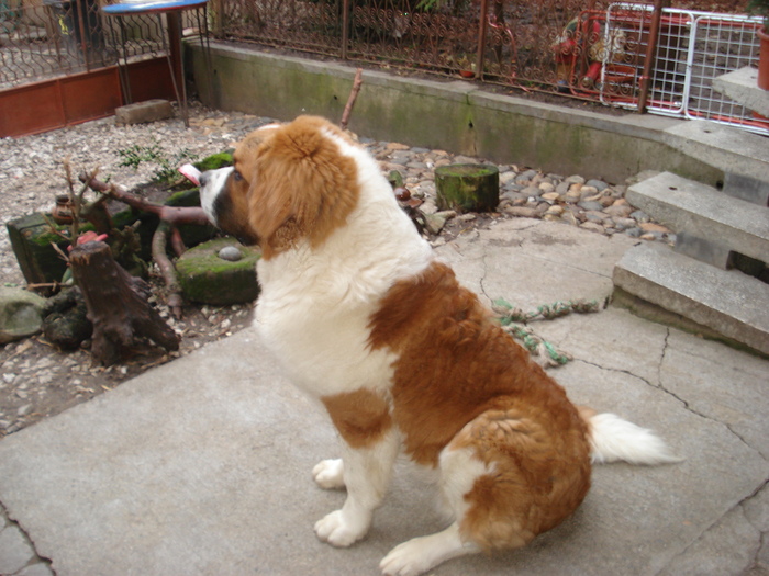 beethowen la 9 luni - saint bernard