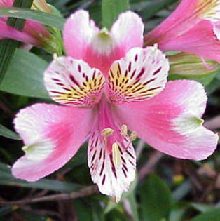 Alstroemeria - club flori