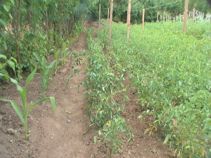 3-Iulie - Anul 2009 in gradina mea